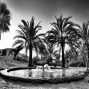 Henrik Brahe || Egypt 2017. Siwa oasis. The hot spring in the dessert || ©